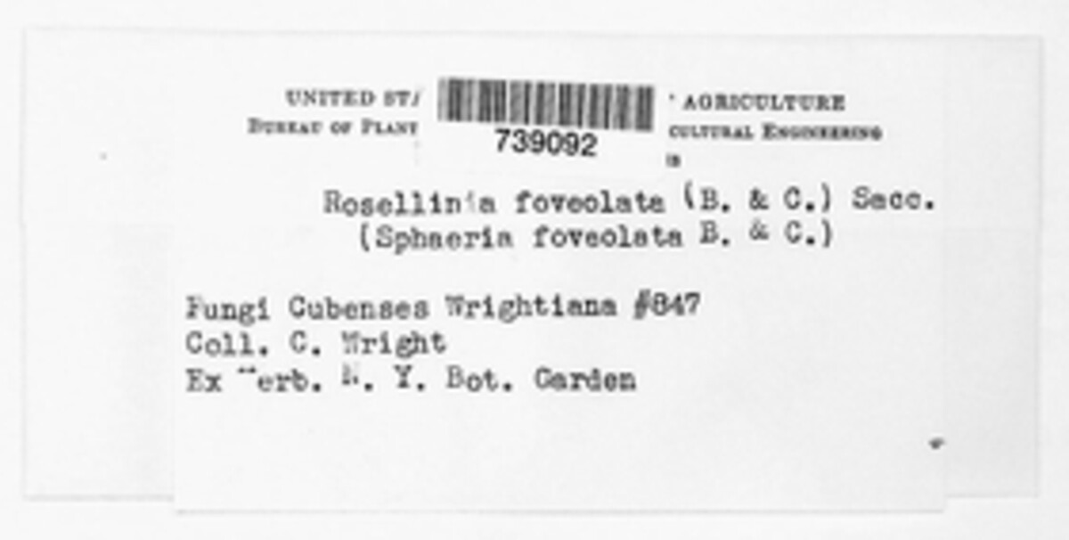 Rosellinia foveolata image